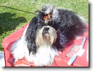 Šicu, Shih-Tzu