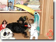 Jorkšírský terier, Yorkshire Terrier,