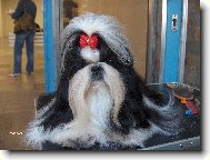 Šicu, Shih-Tzu