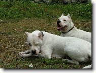 Dogo Argentino