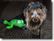 Jorkšírský terier, Yorkshire Terrier,