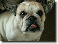English Bulldog