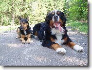 Berner Sennenhund