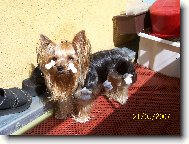 Jorkšírský terier, Yorkshire Terrier,