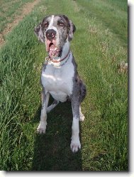 Deutsche Dogge