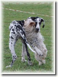 Deutsche Dogge
