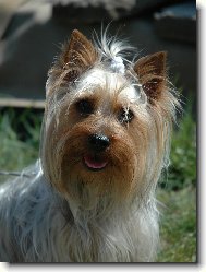 Australsk silky terir