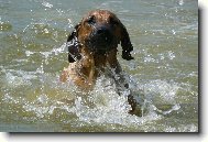 Rhodesian Ridgeback