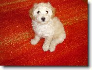 Poodle, Caniche