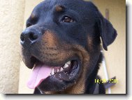 Rottweiler
