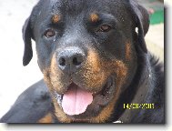 Rottweiler