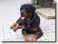 Rottweiler