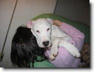 Dogo Argentino