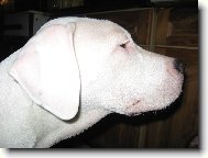 Dogo Argentino