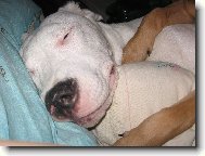 Dogo Argentino
