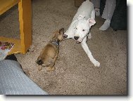 Dogo Argentino