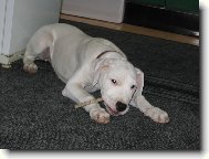 Dogo Argentino