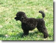 Poodle, Caniche
