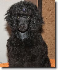 Poodle, Caniche