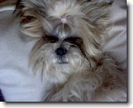icu, Shih-Tzu