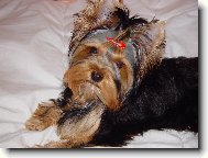 Jorkšírský terier, Yorkshire Terrier,