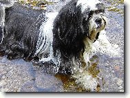 Šicu, Shih-Tzu