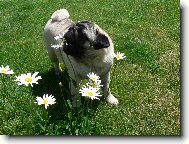 Pug