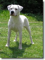 Dogo Argentino