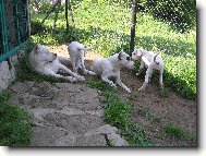 Dogo Argentino