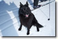 Chien de Berger Belge - Groenendael