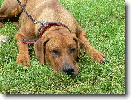 Rhodesian Ridgeback