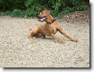 Rhodesian Ridgeback