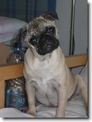 Pug