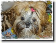 icu, Shih-Tzu