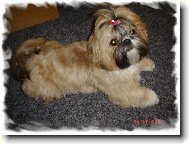 icu, Shih-Tzu