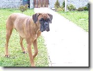 Deutscher Boxer