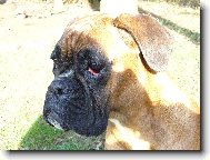 Deutscher Boxer