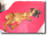 Deutscher Boxer