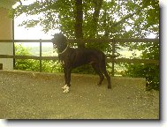 Deutsche Dogge