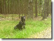 Deutsche Dogge
