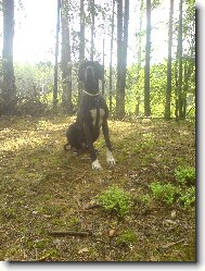Deutsche Dogge