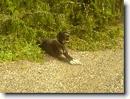 Deutsche Dogge
