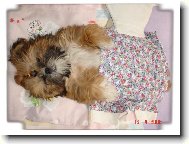 icu, Shih-Tzu
