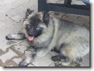 Deutscher spitz Wolfspitz, Keeshound
