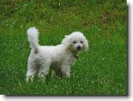Bichon á poil frisé, Bichon Frise