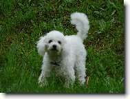 Bichon á poil frisé, Bichon Frise