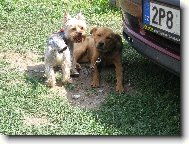 Jorkšírský terier, Yorkshire Terrier,