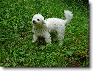 Bichon á poil frisé, Bichon Frise