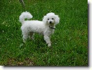 Bichon á poil frisé, Bichon Frise
