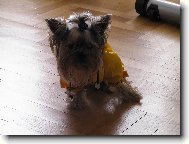 Jorkšírský terier, Yorkshire Terrier,